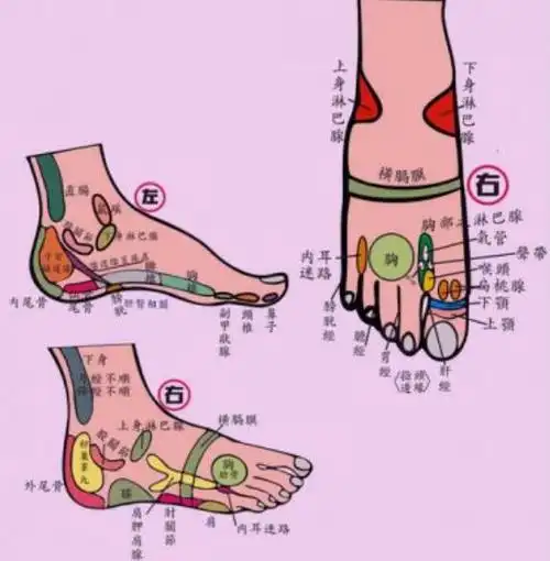 脚的各个部位详细图 脚主要是分为几个部分组成-走红网