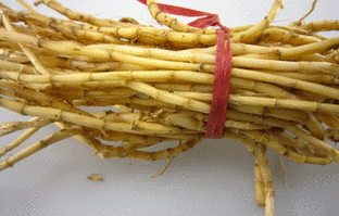 白茅根的功效与作用及食用方法 - 中药易