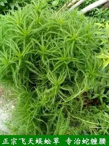 野生飞天蜈蚣草 千薯叶 蓍草 一枝蒿 中药材 新鲜茎叶500克