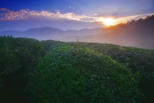 标题:情人山茶园风光