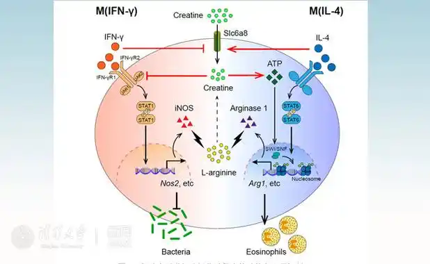 肌酸在巨噬细胞极化过程中的功能和分子机制