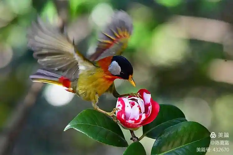 自然生态科普常识鸟类篇,(107)银耳相思鸟