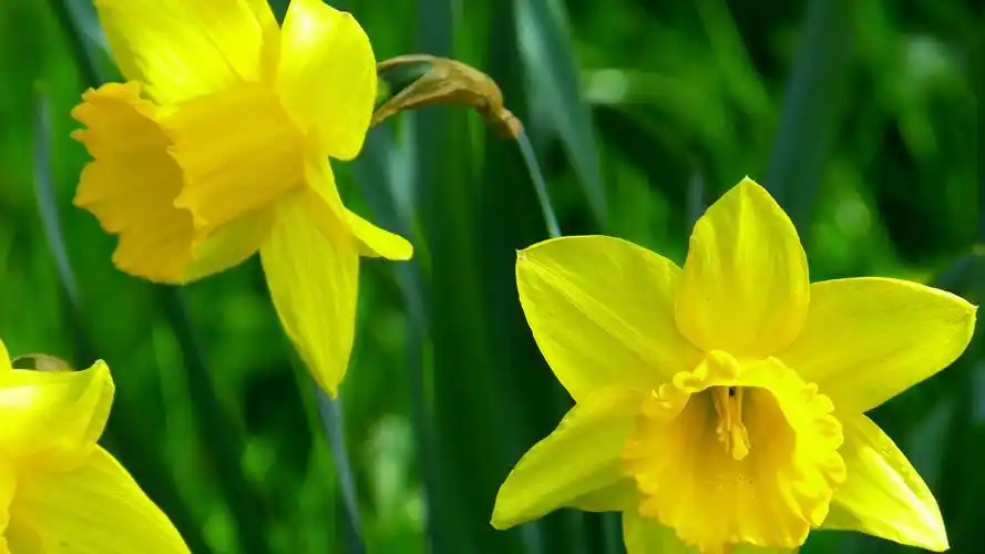 壁纸 黄花,水仙花,花瓣 3840x2160 uhd 4k 高清壁纸, 图片, 照片
