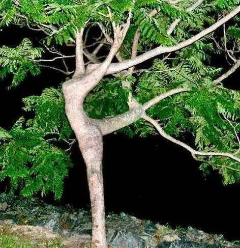 "恐怖"怪树无所不食 活吞成年马【组图】