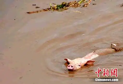 吉林洪水中再现"猪坚强"