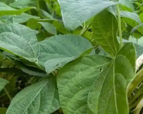 豆角叶有什么功效作用,豆角叶子有铁锈斑点用什么药图3