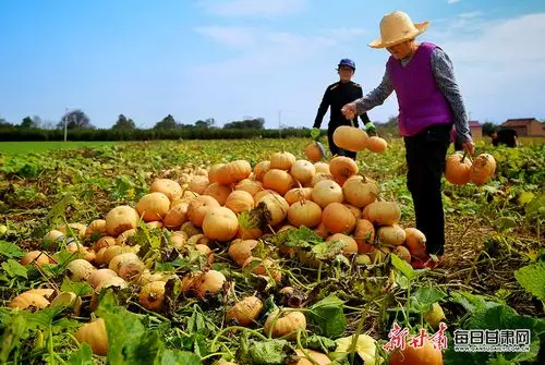 宁县南瓜喜获丰收 订单销售助农增收-图库-每日甘肃网