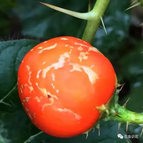 牛茄子(茄科 茄属)