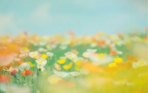 首页 桌面壁纸 植物壁纸 小清新花卉图片高清电脑壁纸 (6/ 6) 2018-11