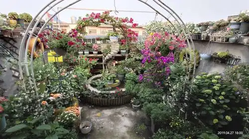 楼顶小花园变形计2019-2020