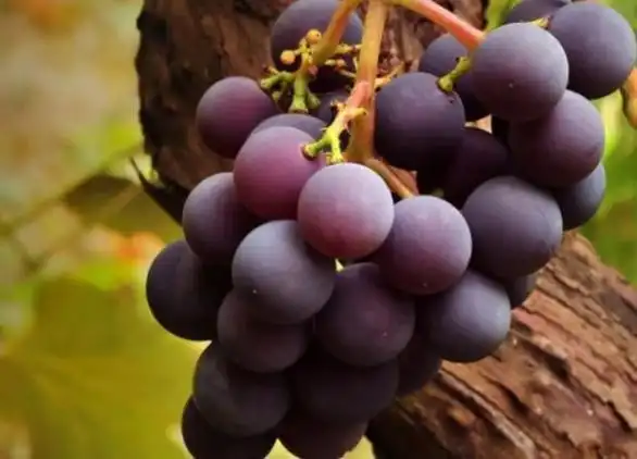 服用降糖药期间,不能吃橘子?告诫:吃降糖药两种水果请