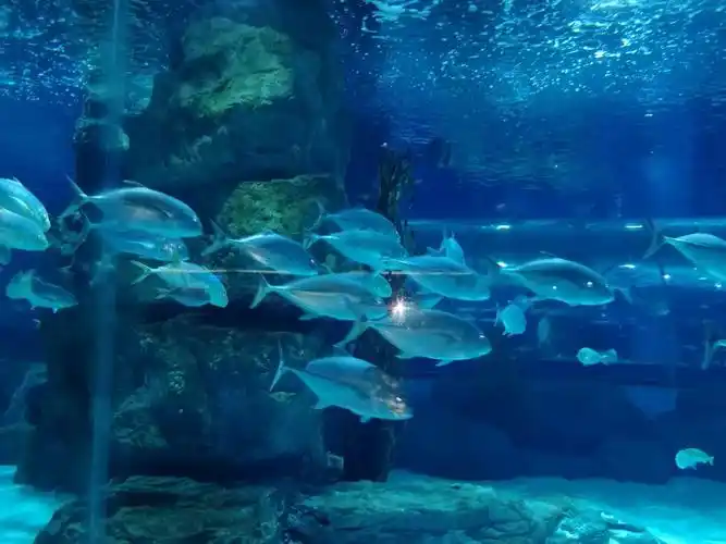 兰州海洋公园演出时间一览