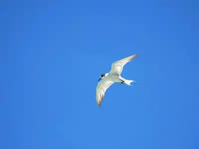 在蓝蓝的天空上飞在空中的小海鸥鸟照片