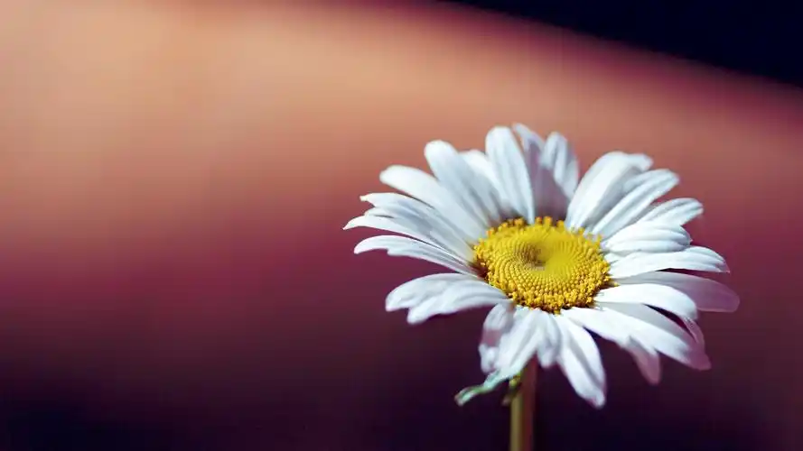 简约风格清新大自然唯美植物电脑桌面壁纸下载