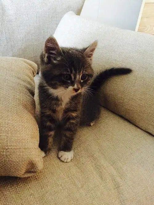 (已领养)美貌!蓝灰色小土猫求领养{坐标:上海市.