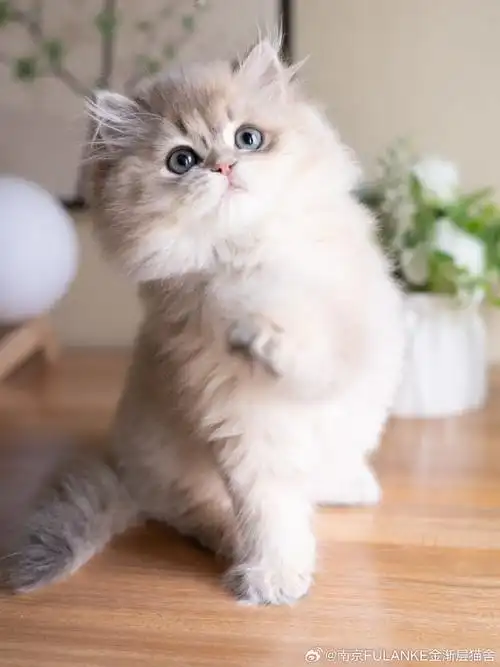 壁纸 动物 猫 猫咪 小猫 桌面 690_920 竖版 竖屏 手机