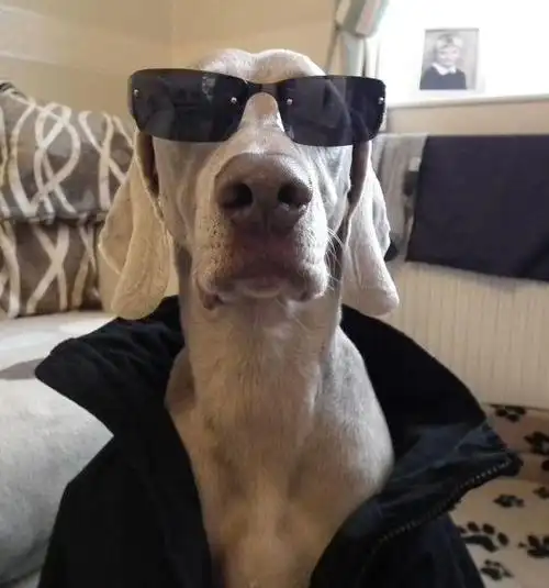 【逗b】搞笑动物之猪猪要嫁了,可惜嫁的不是你.