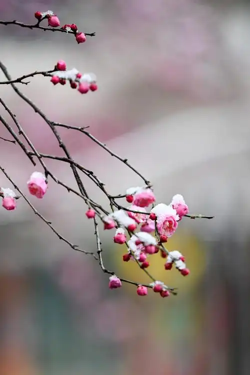 湖北南漳雪中梅花凌寒开