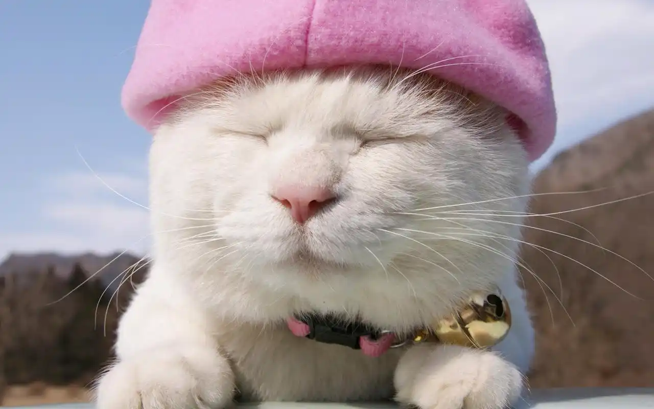 爱卖萌的可爱白色猫咪搞笑图片桌面壁纸高清