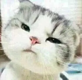 小猫咪歪头杀这只小猫咪歪头杀表情萌死我了67猫咪歪头杀喵星人萌萌