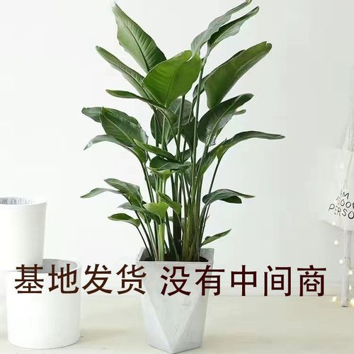 天堂鸟室内大叶办公室盆栽植物盆景北欧风格花卉开业绿植净化空气