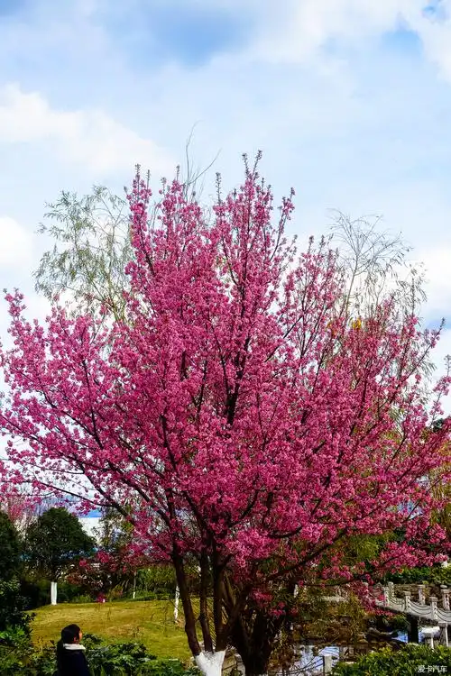 粉红桃花满天飞