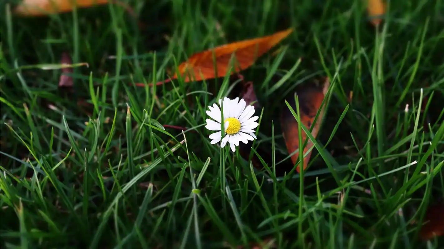 唯美植物落叶高清锁屏桌面壁纸