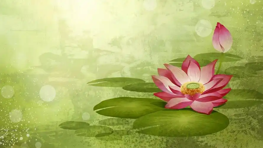 好看的简约中国风手绘素描荷花图片桌面壁纸高清(2)