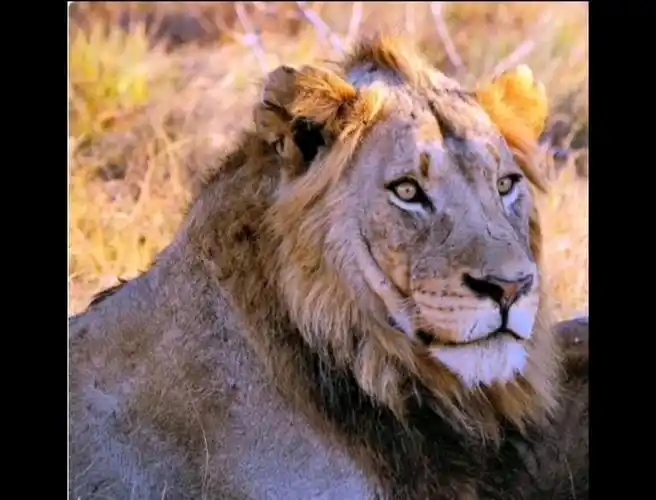 坏男孩雄狮联盟图片汇总