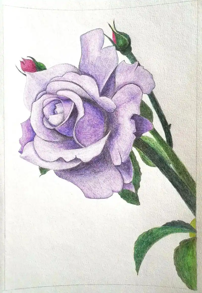 彩铅玫瑰#紫色玫瑰花#绘画过程#临摹手绘  - 抖音