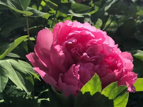 牡丹～四月最美的遇见 - 美篇