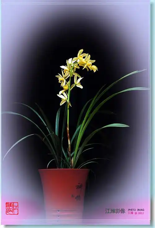 极香的兰花,不知道叫什么名字【黄金小神童】——9p