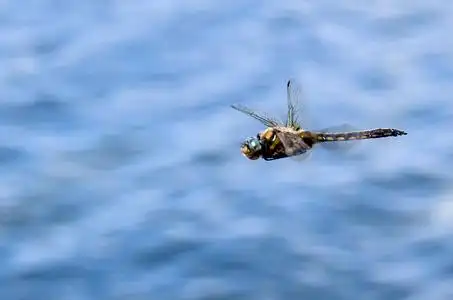 的反光蜻蜓昆虫飞行在空中宏指令关于蜻蜓飞行章向黑的背景幕布质地4