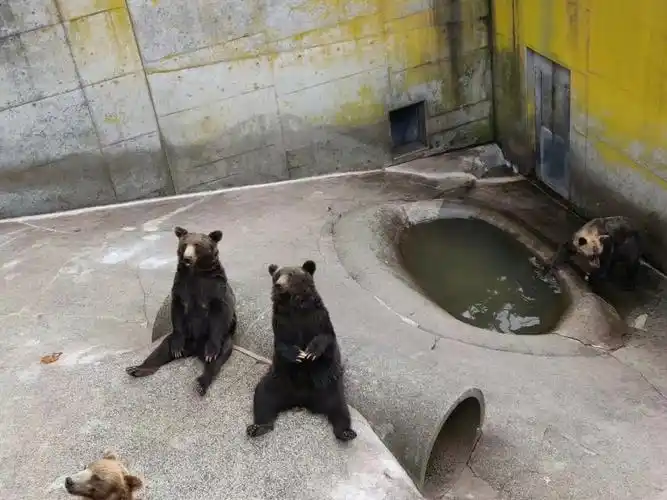 北海道61熊牧场