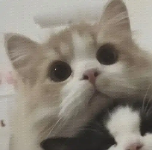 超萌 超可爱363436373039猫猫情侣头像