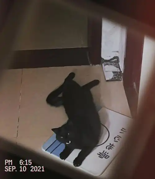 求助家里进蝙蝠了怎么办06