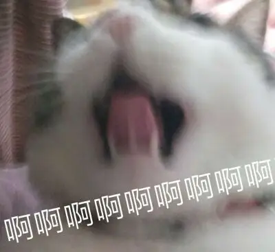 啊啊啊啊 大叫 尖叫 崩溃 咆哮 猫咪表情包