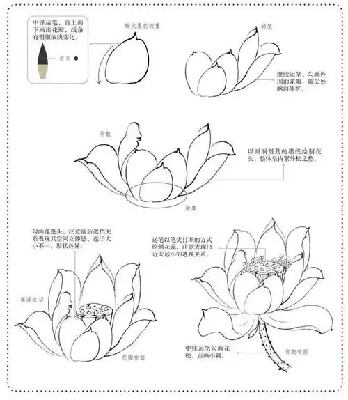 国画教程:怎样画荷花!