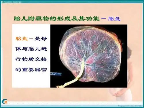 胎儿附属物的形成及其功能-胎盘 胎盘-是母 体与胎儿进 行物质交换 的