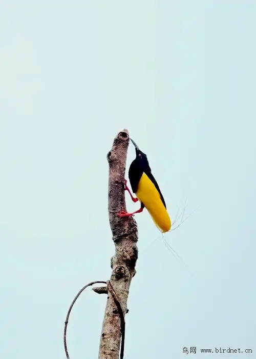 天堂鸟十二线风鸟
