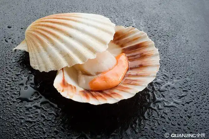 扇贝图片_图片大全