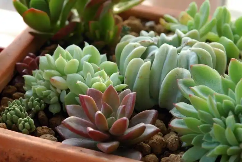 家里养这4种植物,切记要在盆内放这个东西,一年四季都能爆盆