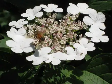 伞形聚伞花序顶生,紧密多花,由六至八小伞房花序组成,直径八至十厘米