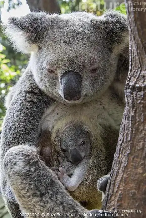 考拉,又名树袋熊.它们跟袋鼠一样,腹部也有个育儿袋用