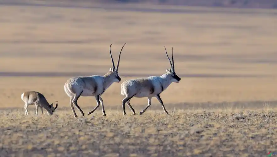 藏羚羊~祝贺荣获首页动物精华!