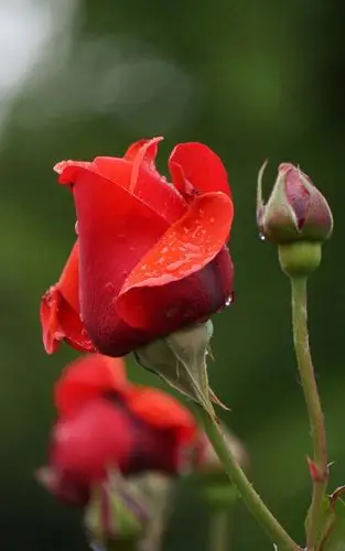 娇艳唯美红玫瑰