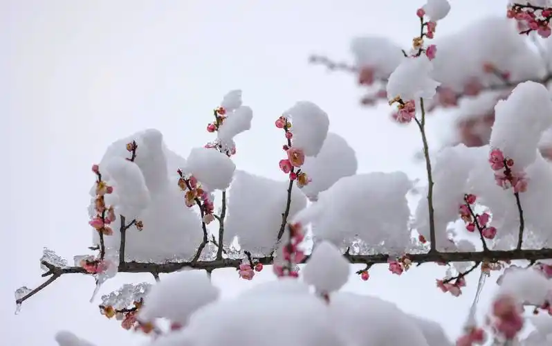 玉屏侗族自治县出现降雪天气,该县舞阳河国家级湿地公园内的梅花傲雪