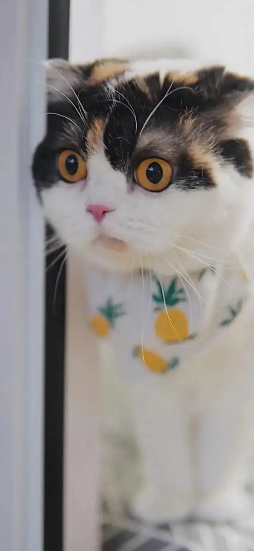 uu们有没有大眼睛猫猫的壁纸呀