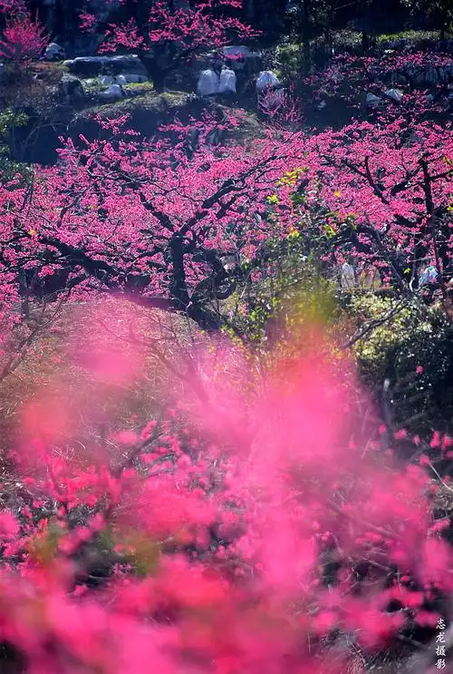 十里桃花61志龙摄影