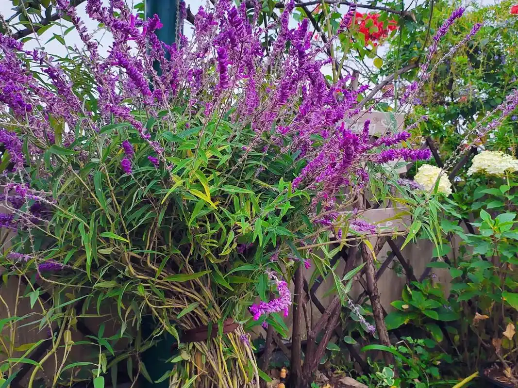 最好养的鼠尾草落幕#紫色系 #手机摄影 #vlog日常  - 抖音